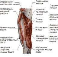 Анатомия мышц бедра Передняя группа мышц бедра функции